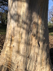 Eucalyptus camaldulensis