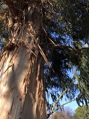 Eucalyptus camaldulensis