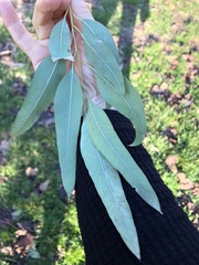 Eucalyptus camaldulensis