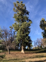 Eucalyptus camaldulensis