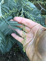 Acacia dealbata