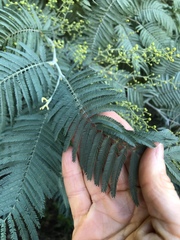Acacia dealbata
