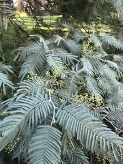 Acacia dealbata