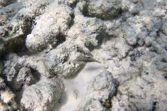 Canthigaster bennetti