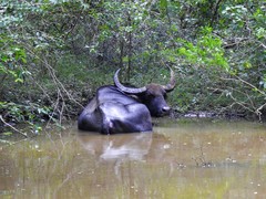 Bubalus arnee