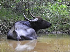 Bubalus arnee