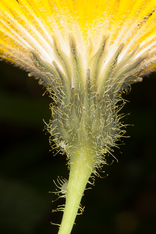Sonchus arvensis ssp. arvensis