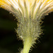 Stipitate-glandular Field Sowthistle - Photo (c) Drepanostoma, some rights reserved (CC BY-NC), uploaded by Drepanostoma