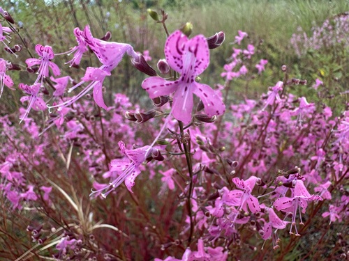 coastalplain balm (Dicerandra linearifolia)