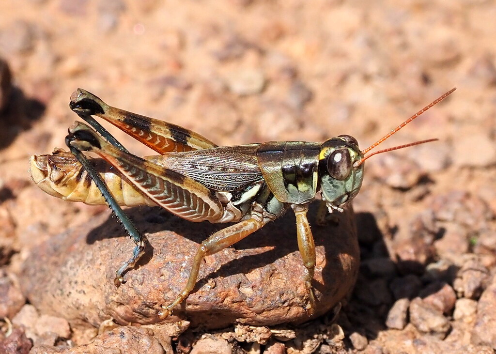 Lakin Grasshopper
