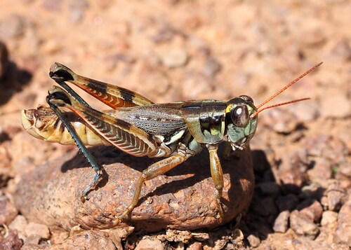 Lakin Grasshopper