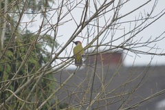 Picus viridis
