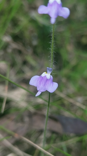 Utricularia hirta