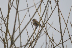 Fringilla coelebs