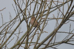 Fringilla coelebs
