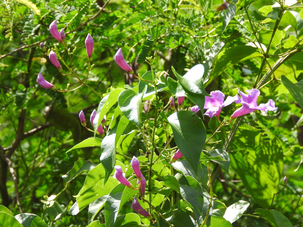 Fridericia floribunda; photograph (c) Juan Cruzado Cortés, some rights reserved (CC BY)