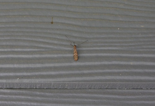 Unknown species found near Forest Grove, OR 97116, USA