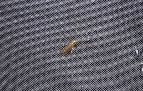 Unknown species found near Forest Grove, OR 97116, USA