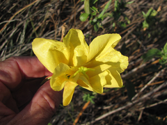 Oenothera jamesii
