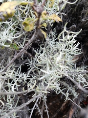 Castilleja hololeuca