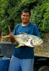 Caranx caninus