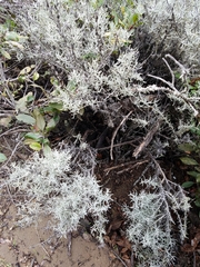 Castilleja hololeuca