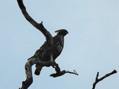 Nisaetus cirrhatus ceylanensis