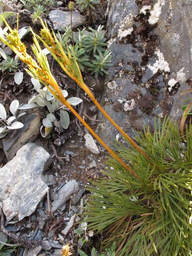 Aciphylla montana (Aciphylla montana)