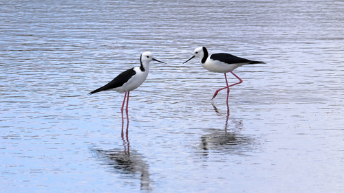 Pied Stilt