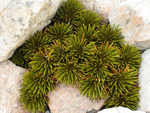 Aciphylla dobsonii (Aciphylla dobsonii)