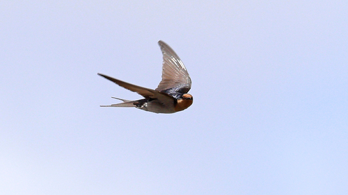 Welcome Swallow