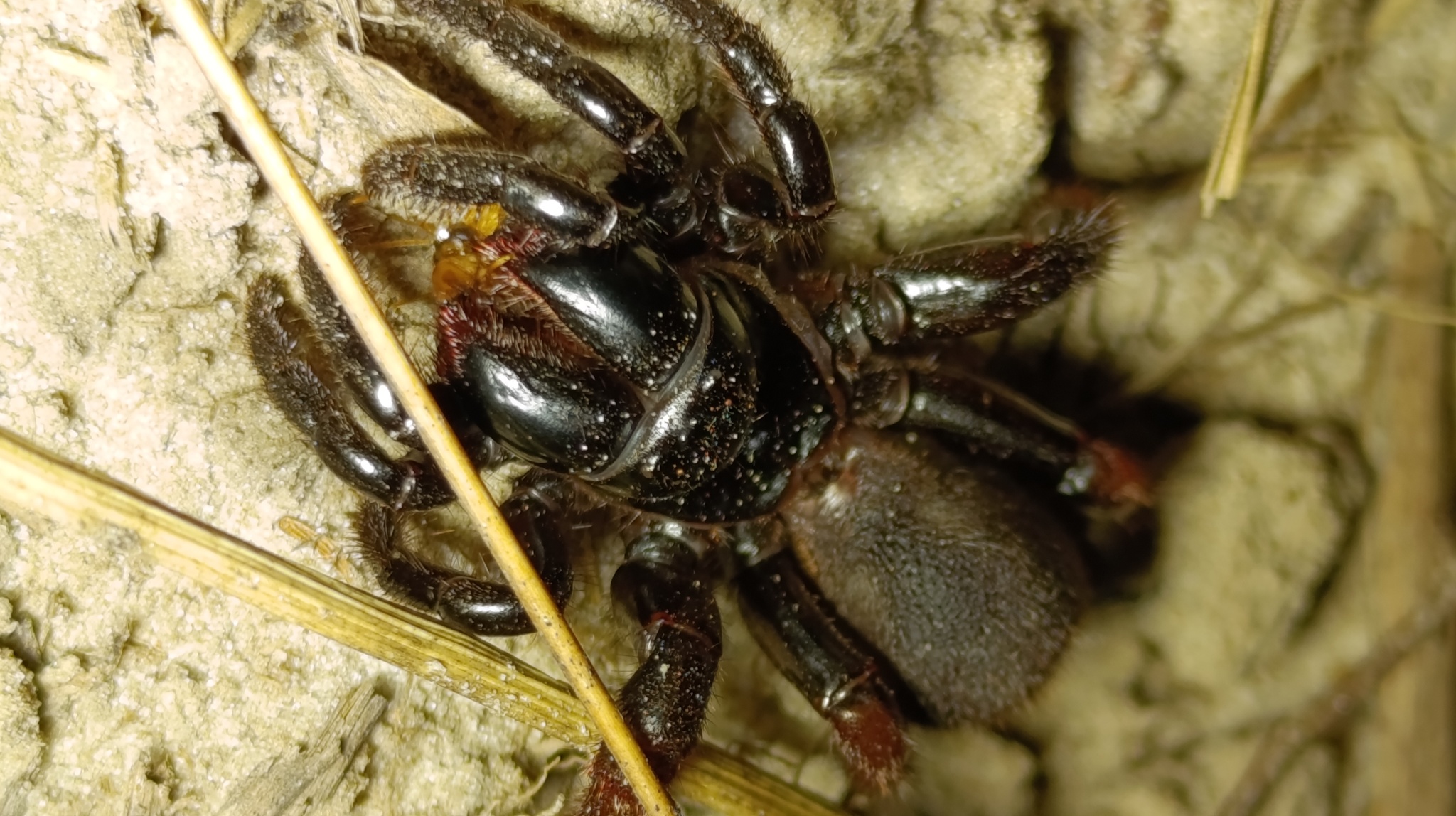 Actinopus candango Miglio, Pérez-Miles & Bonaldo, 2020