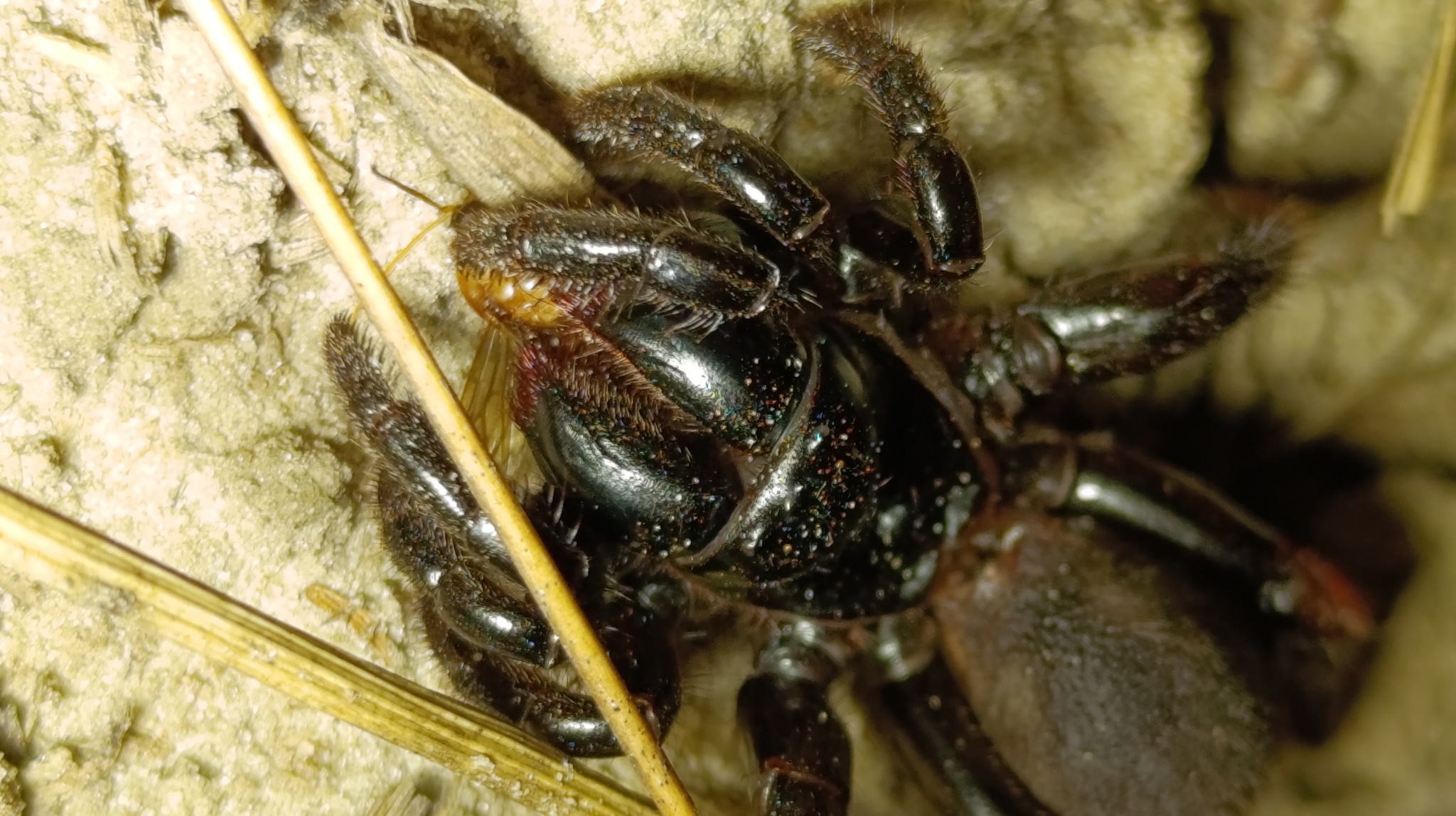 Actinopus candango Miglio, Pérez-Miles & Bonaldo, 2020