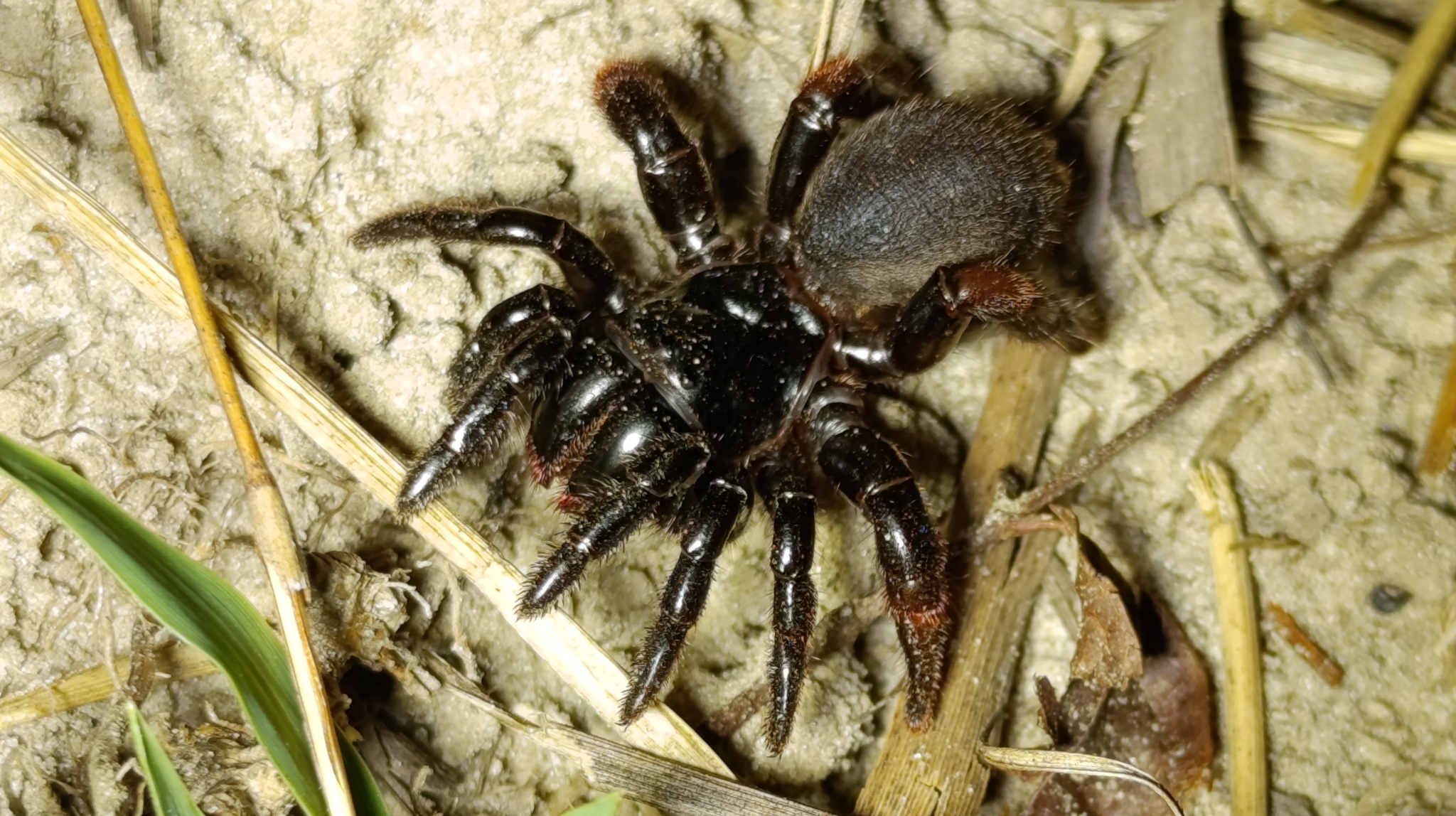 Actinopus candango Miglio, Pérez-Miles & Bonaldo, 2020