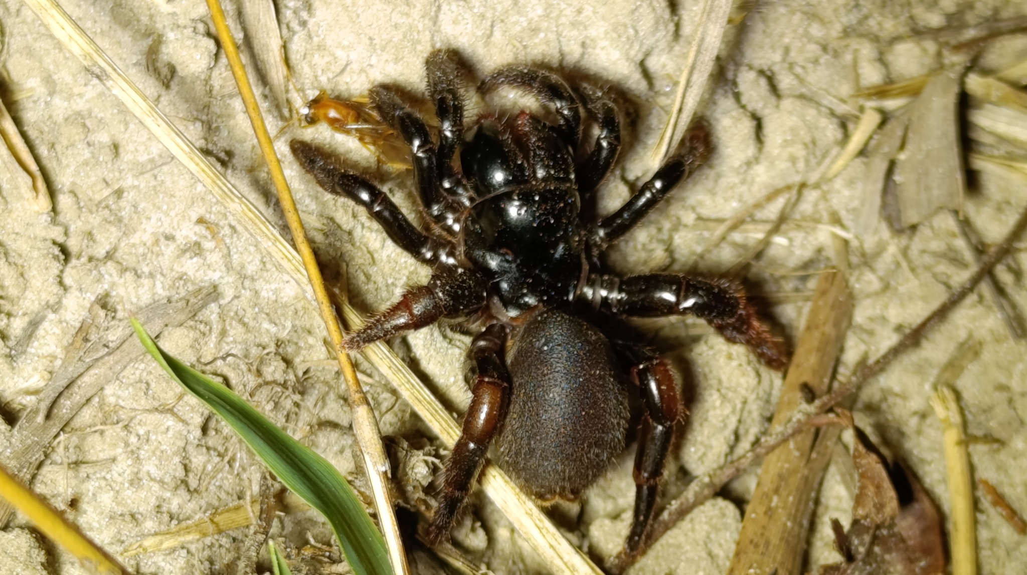 Actinopus candango Miglio, Pérez-Miles & Bonaldo, 2020