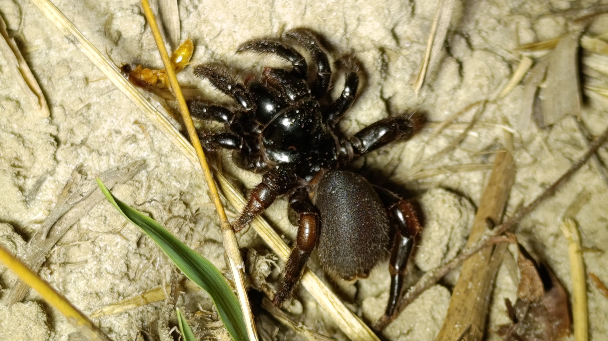 Actinopus candango Miglio, Pérez-Miles & Bonaldo, 2020