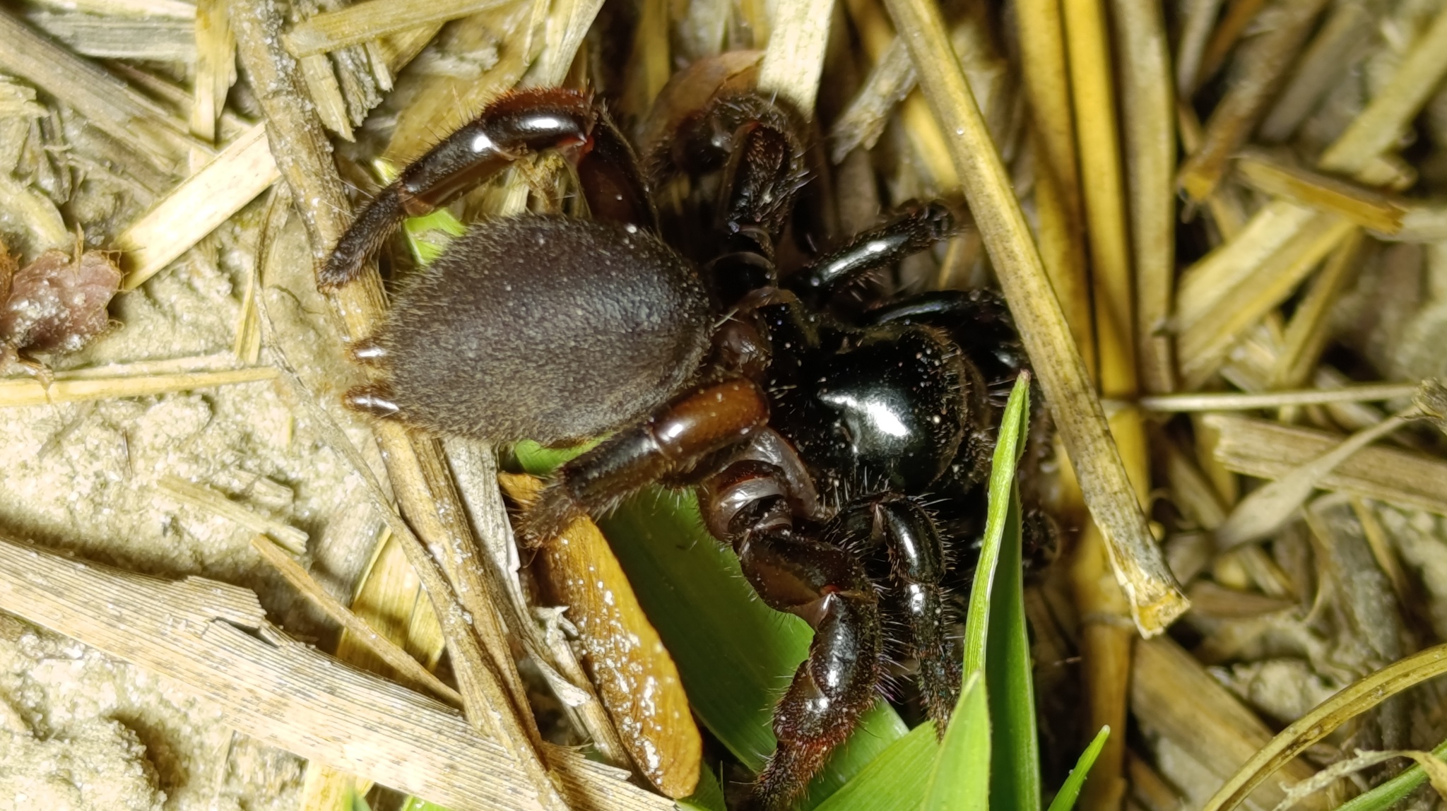 Actinopus candango Miglio, Pérez-Miles & Bonaldo, 2020