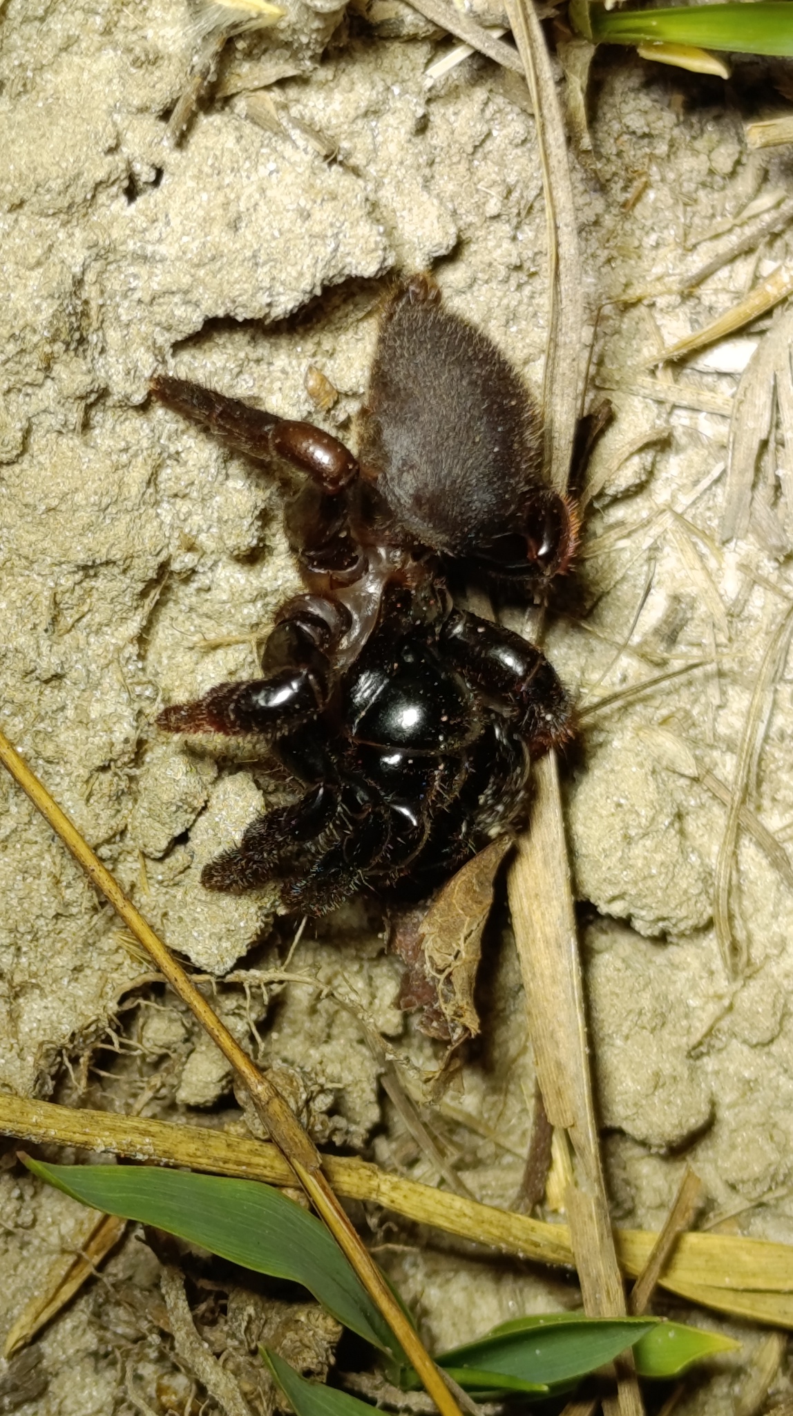 Actinopus candango Miglio, Pérez-Miles & Bonaldo, 2020