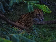 Panthera pardus kotiya