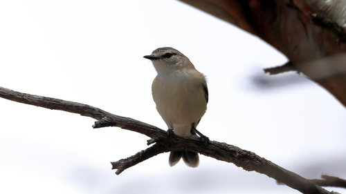 Yellow-rumped Thornbill