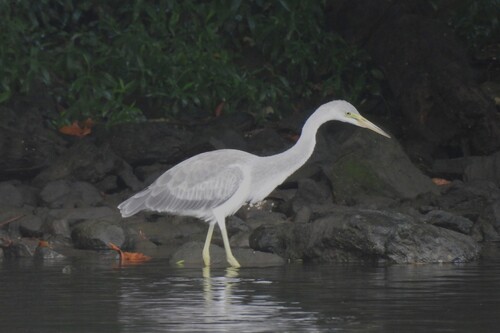 Typical Herons and Egrets photographed in Ohio