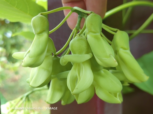 Mucuna gigantea iNat (1)