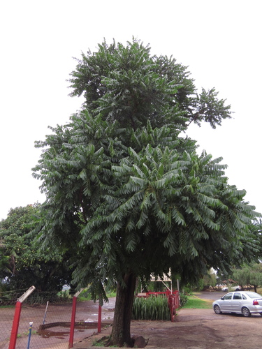 Cedar (Cedrela fissilis)