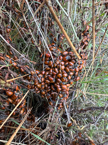 iNaturalist observation photo of Convergent Lady Beetle