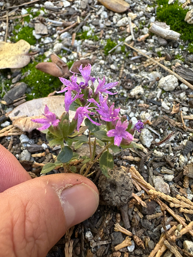 iNaturalist observation photo of Brewer's Monardella