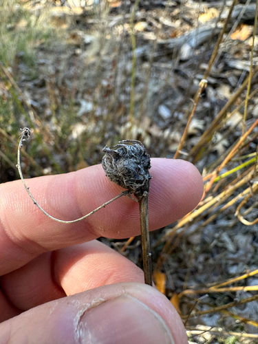iNaturalist observation photo of Rhopalomyia erigerontis