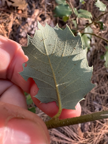iNaturalist observation photo of canyon live oak