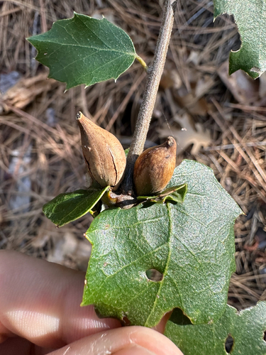 iNaturalist observation photo of Beaked Spindle Gall Wasp