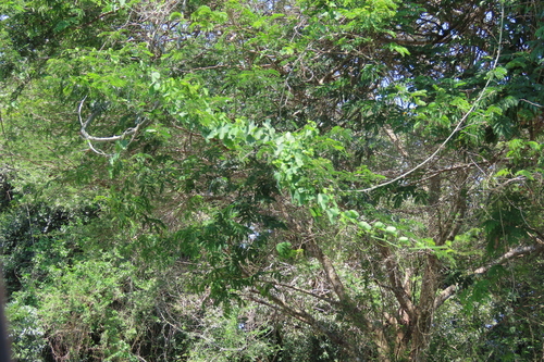 Adenia gummifera