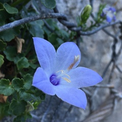 Campanula fragilis fragilis